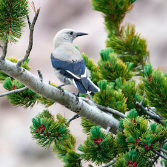 Clark's Nutcracker